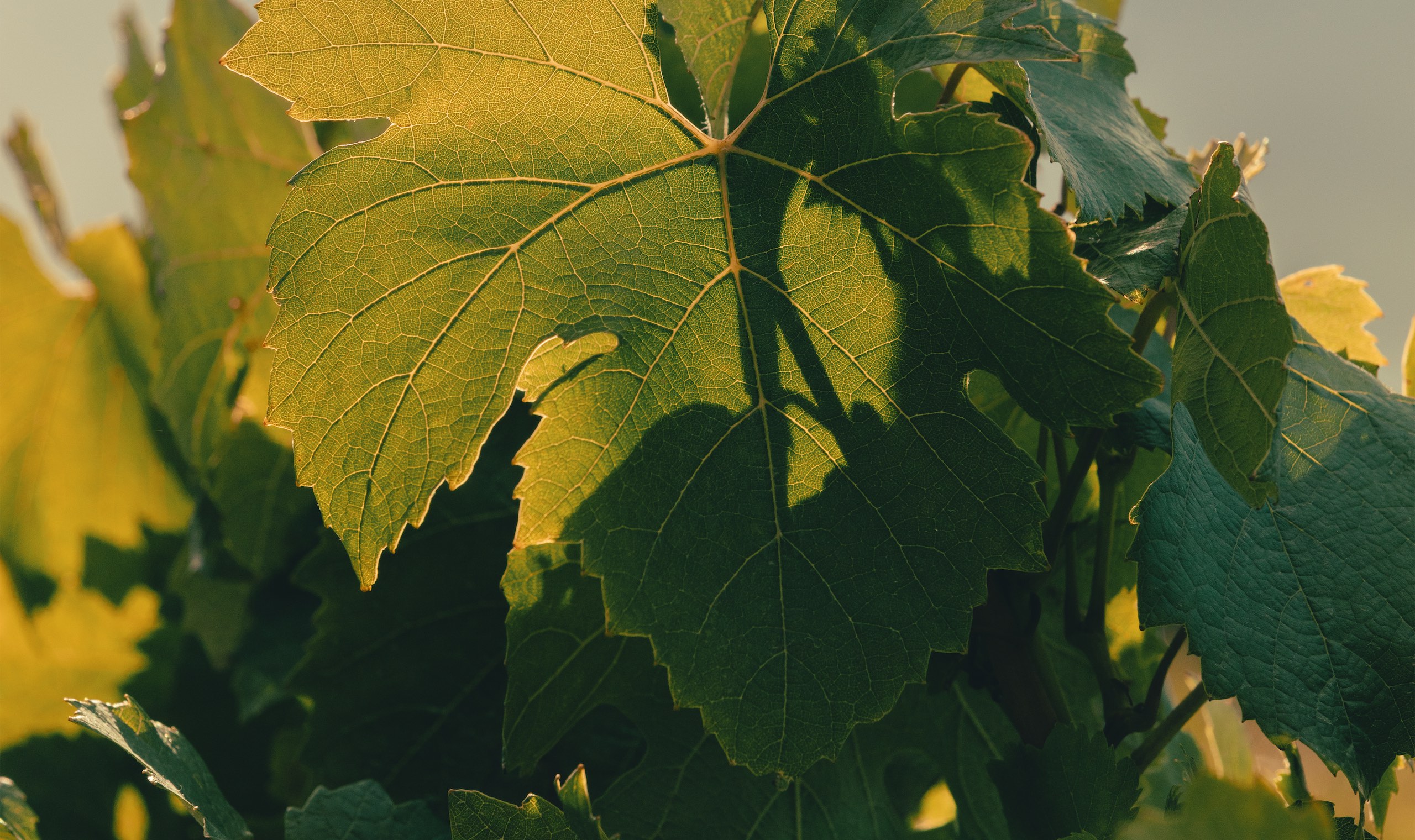 Grappe de raisin observée pendant la formation en vigne