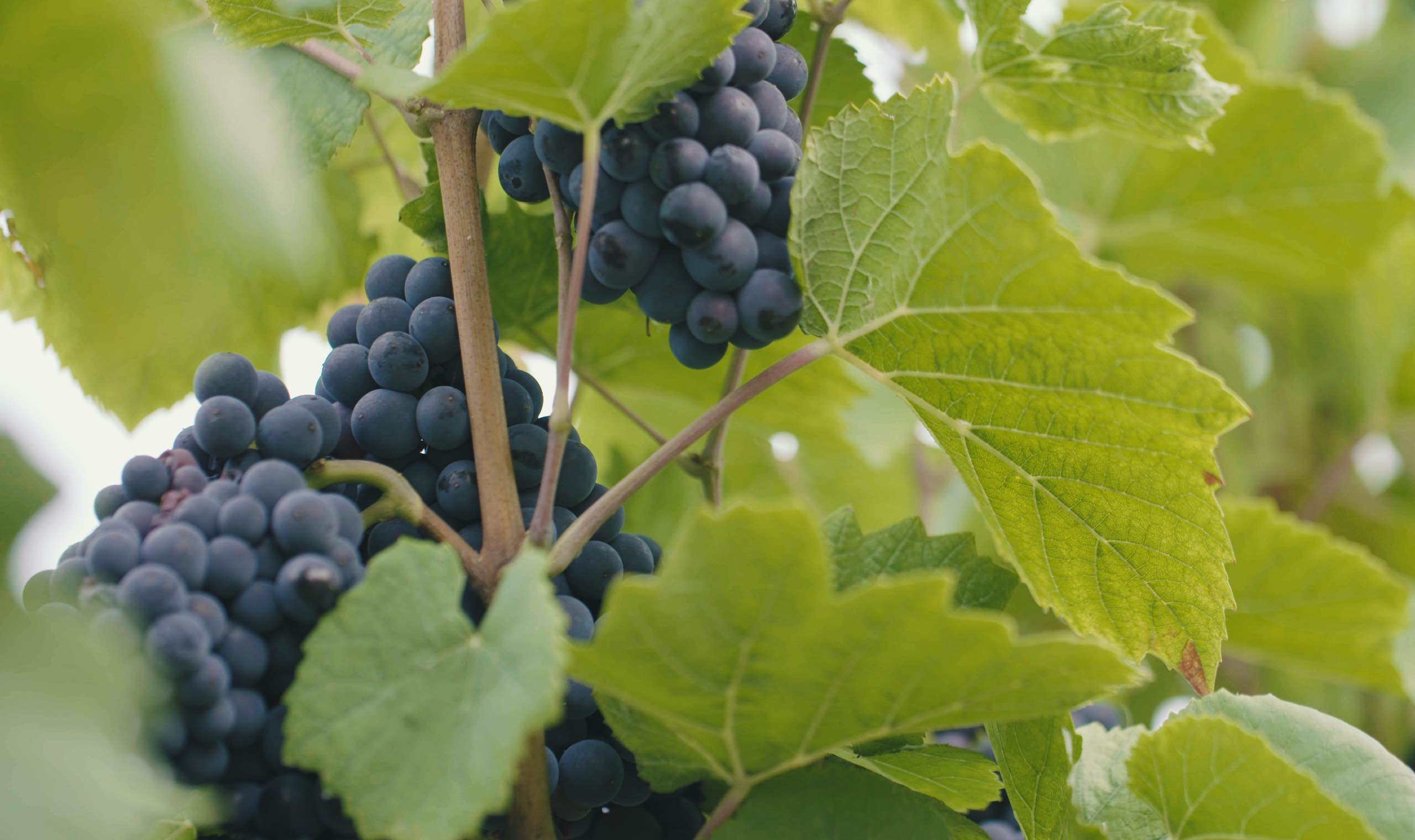 Raisins et feuillage utilisés pour l’observation ampélographique