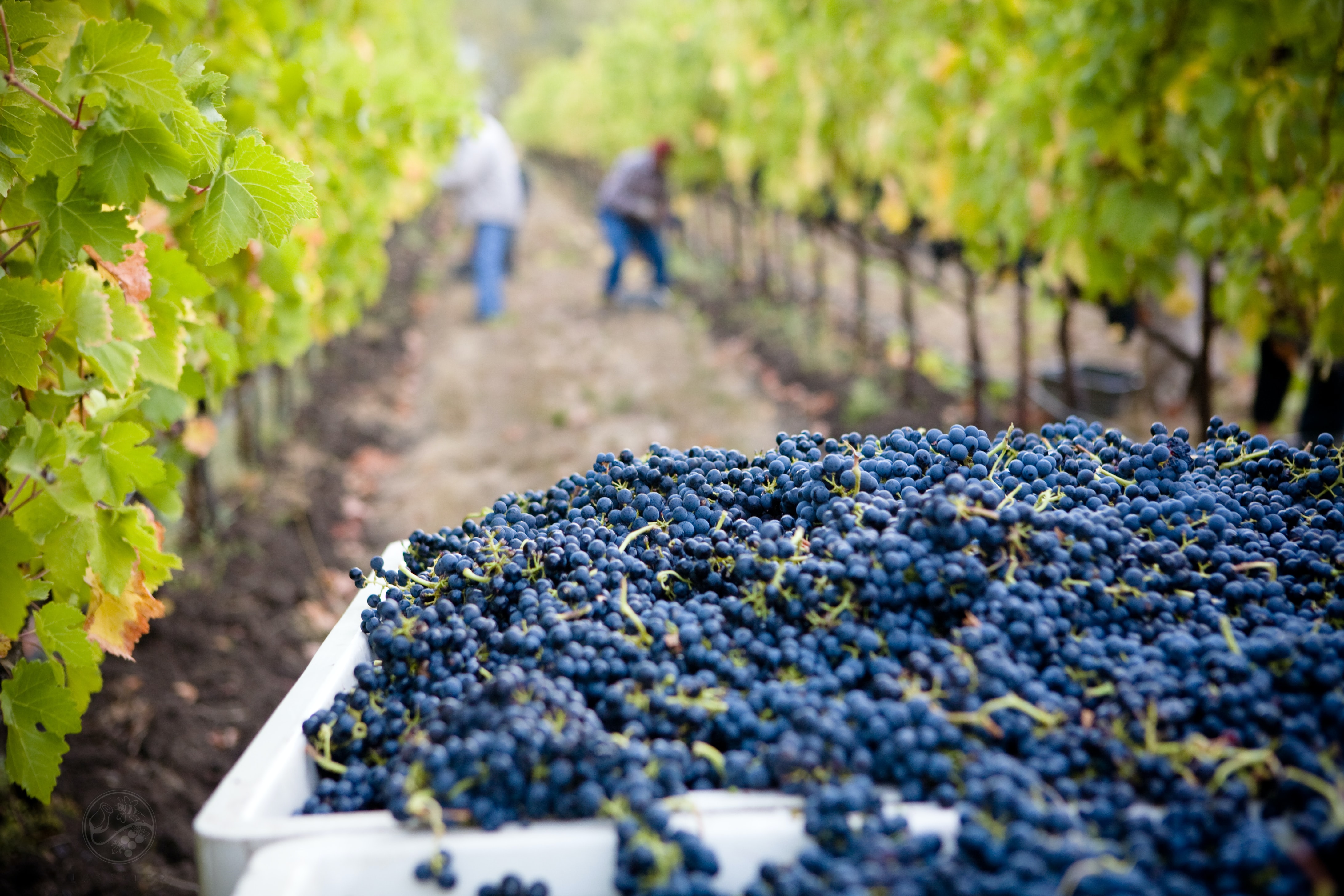 Vendanges et récolte de raisins dans le vignoble