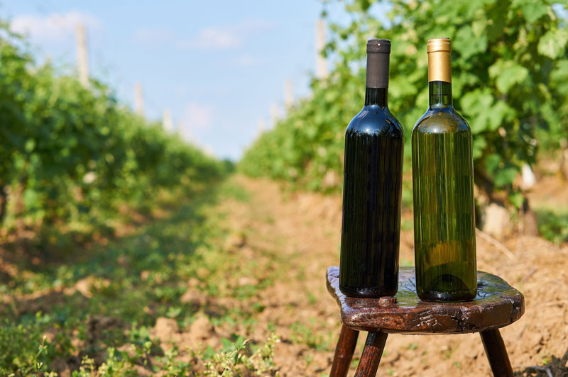 Bouteilles de vin présentées dans un environnement viticole